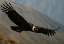 Día del Cóndor Andino: Guardianes del cielo que nos piden protección