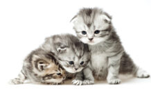 8 de agosto: Día Internacional del Gato