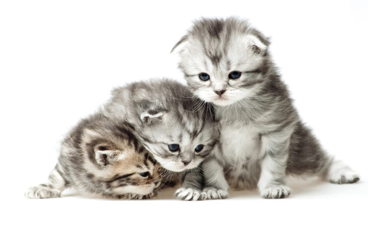 8 de agosto: Día Internacional del Gato