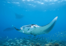 Día Mundial de la Mantarraya – 17 de septiembre