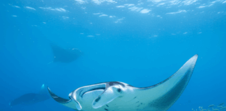 Día Mundial de la Mantarraya – 17 de septiembre