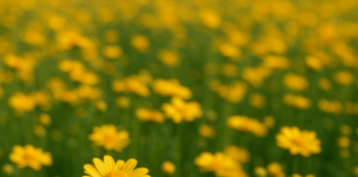 Flores amarillas el 21 de septiembre: origen, significado y dónde se celebra